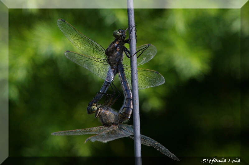 libellula 1